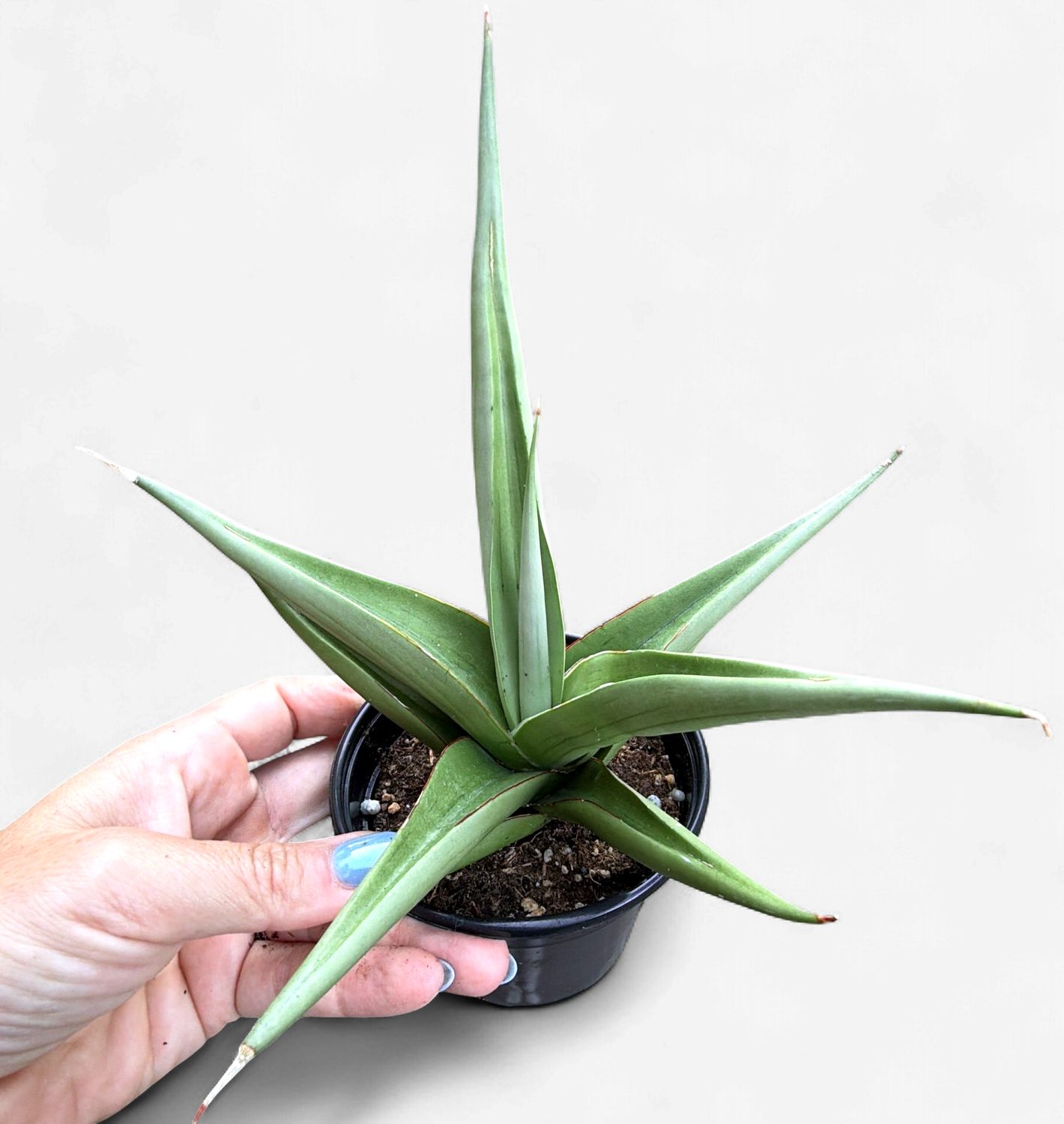 4" Sansevieria Milano