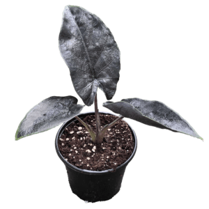4" Alocasia Antoro Velvet