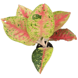 4" Aglaonema Red Mahasetti