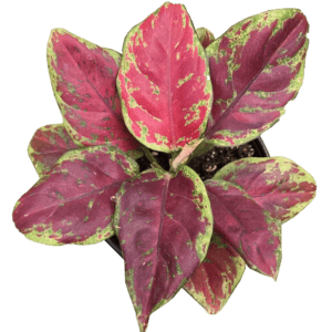 4" Aglaonema Black Maroon