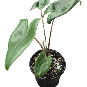 4" Alocasia Zebrina