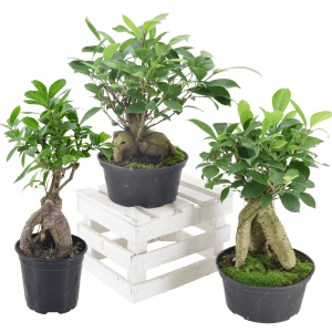 6" Ficus Ginseng