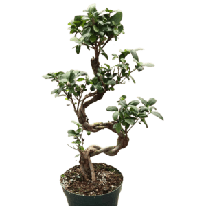 6" Ficus Ginseng S Shape