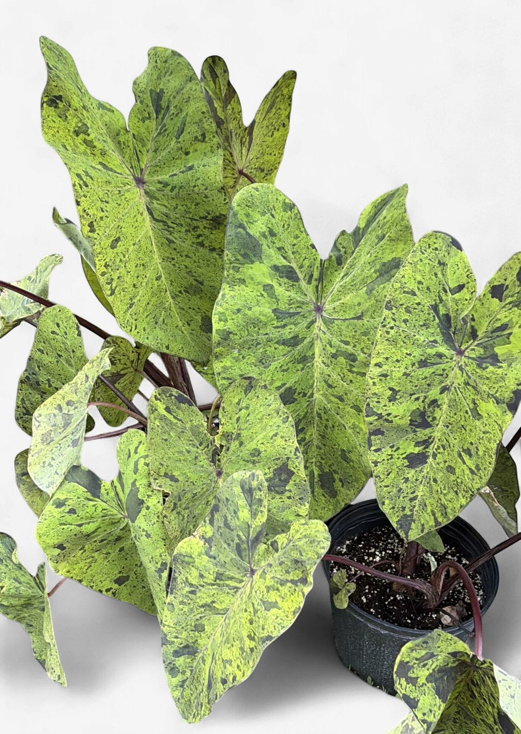 8" Colocasia Mojito