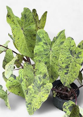 8" Colocasia Mojito
