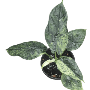 4" Alocasia Dragon Scale Mint Variegated