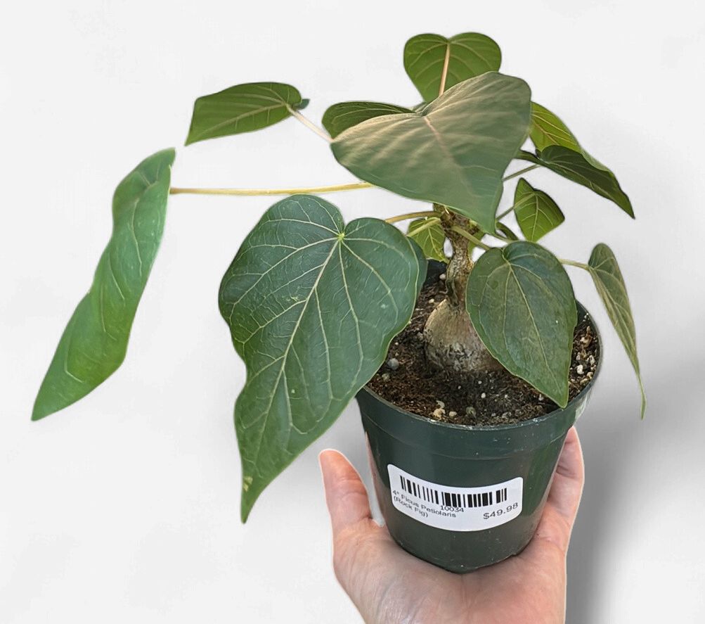 4" Ficus Petiolaris (Rock Fig)