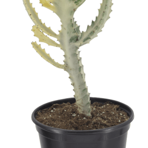 4" Dragon Bone Cactus (Euphorbia lactea)