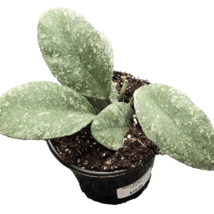 4" Hoya Waymaniae Cloudy Sky