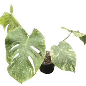 6" Monstera Green Snow