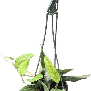 6" Monstera Peru Hanging Basket (Monstera karstenianum)