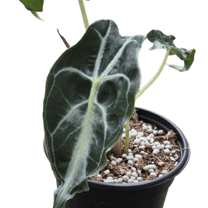 4" Alocasia Venom