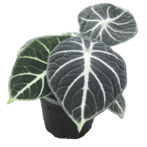 4" Alocasia Ninja