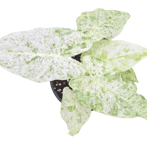 4" Alocasia Odora Batik