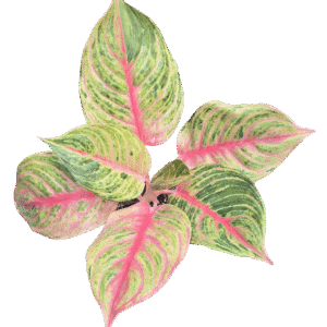 4" Aglaonema Jouli