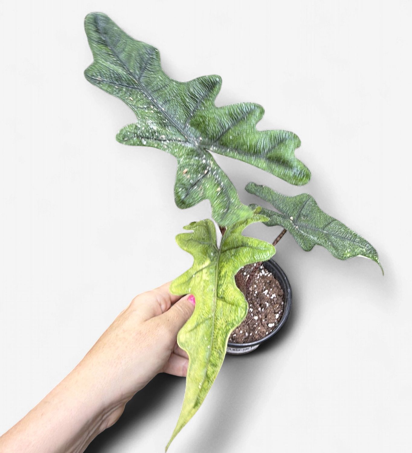 4" Alocasia Jacklyn Variegated
