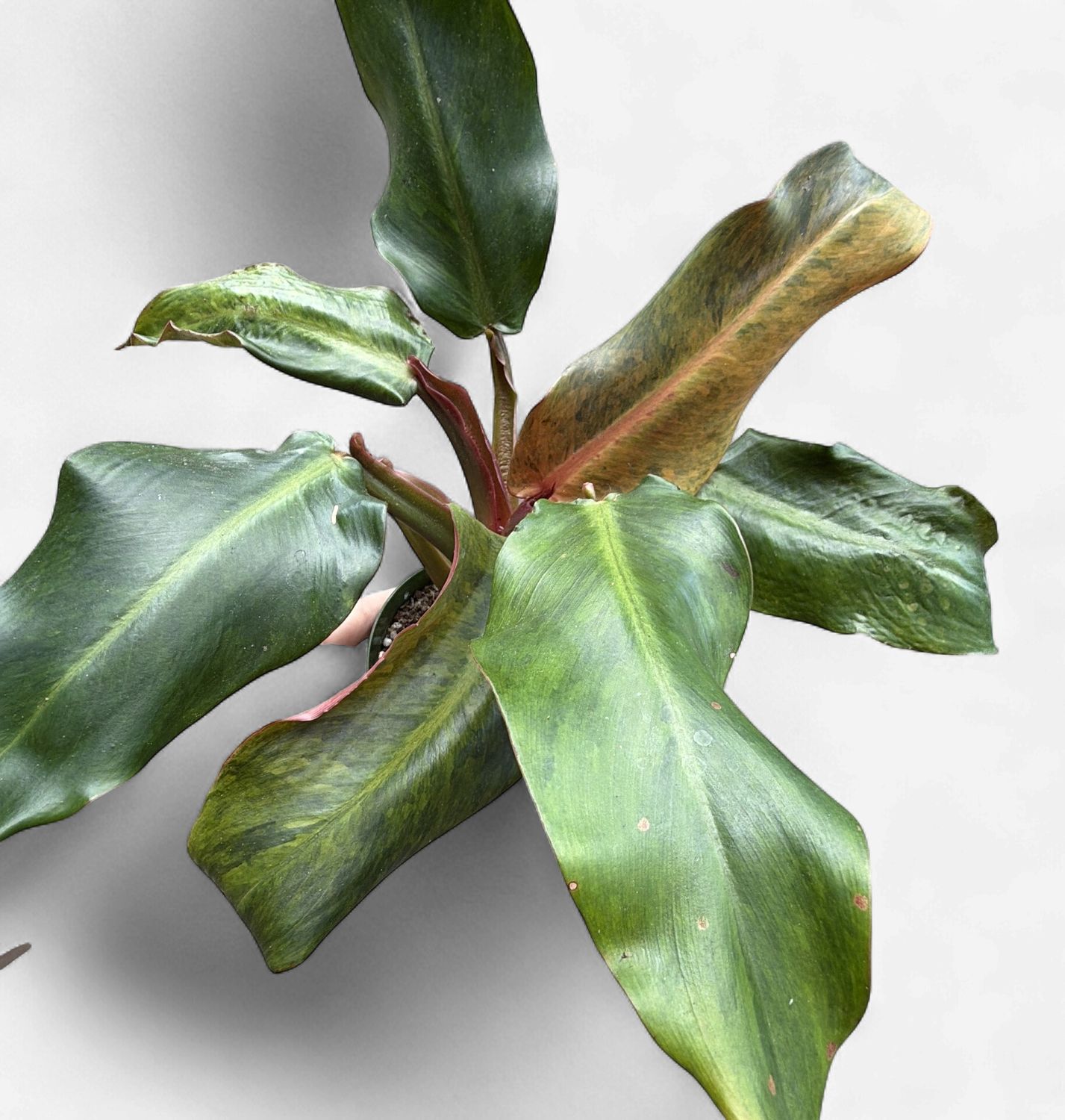 4" Philodendron Orange Marmalade