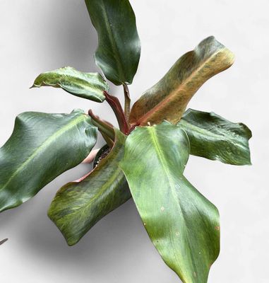 4" Philodendron Orange Marmalade