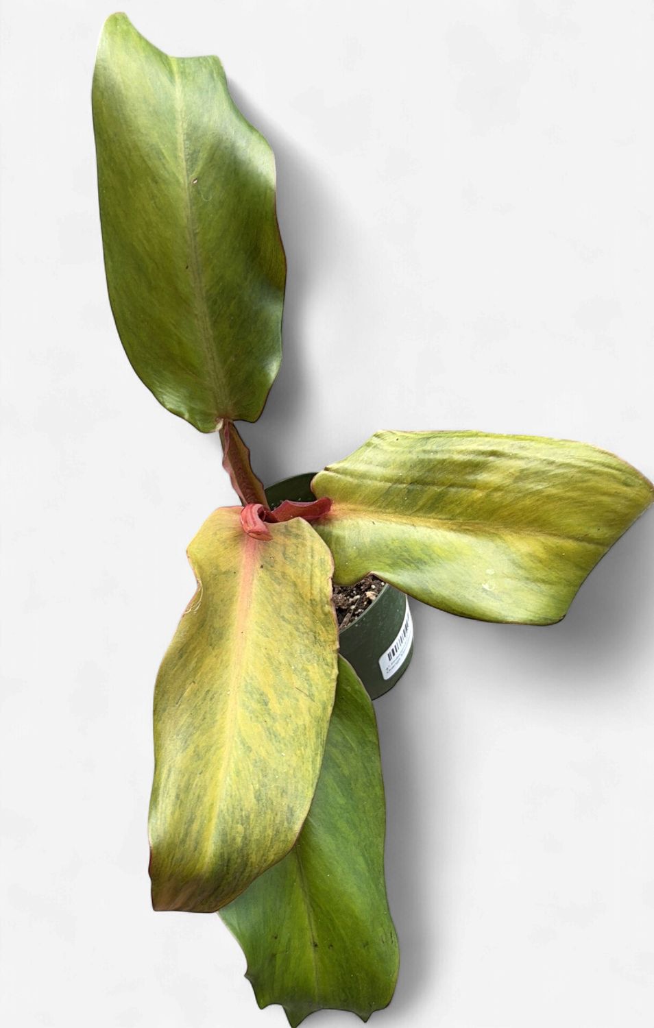 4" Philodendron Orange Marmalade