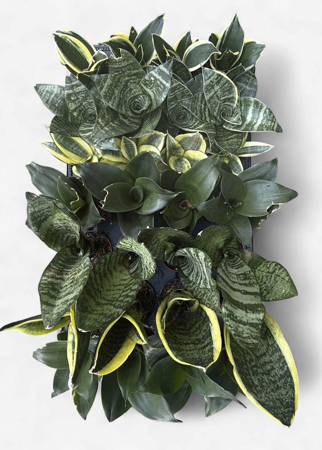 2" Assorted Sansevieria "Snake Plant"