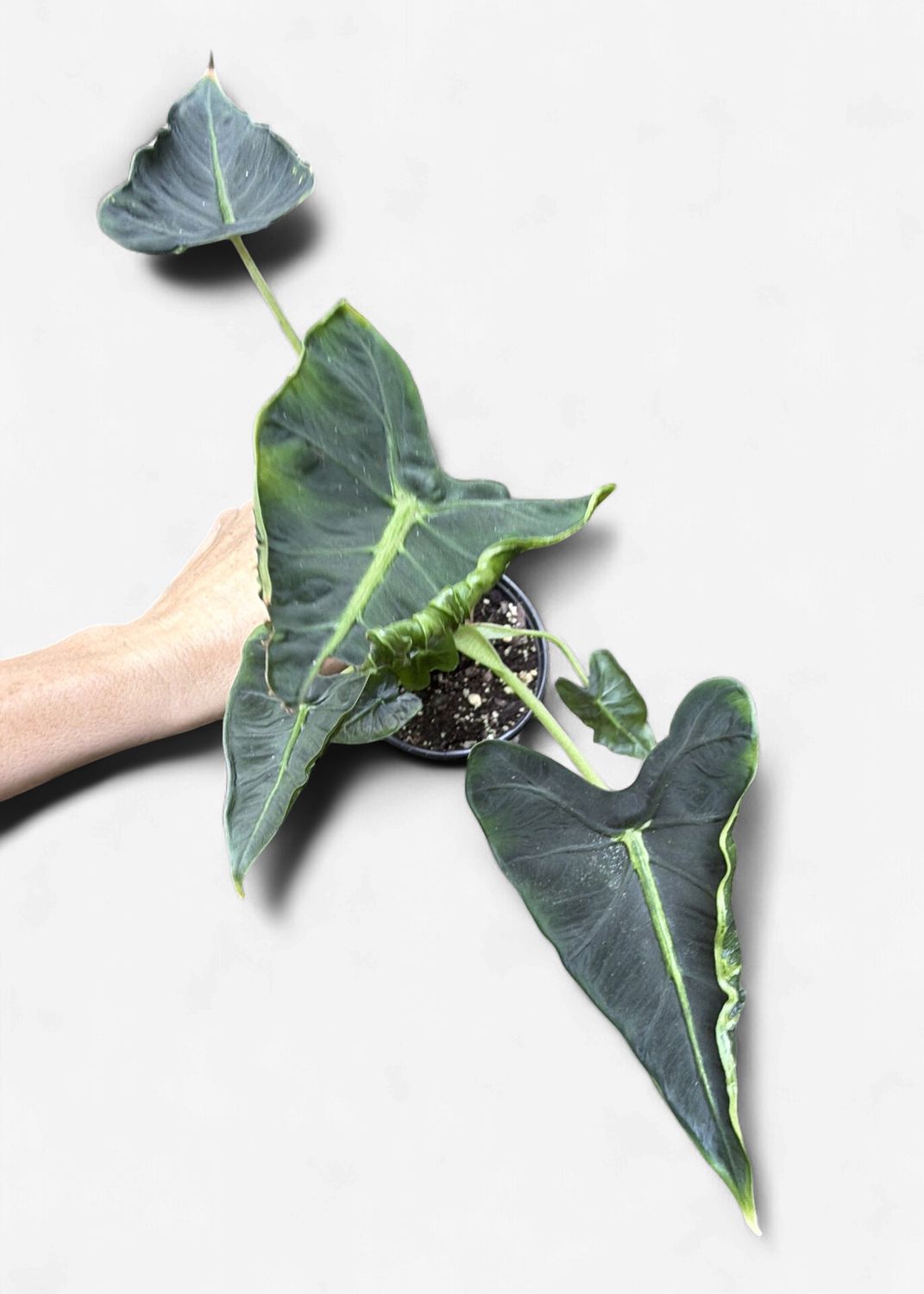 4" Alocasia Frydek Tattoo