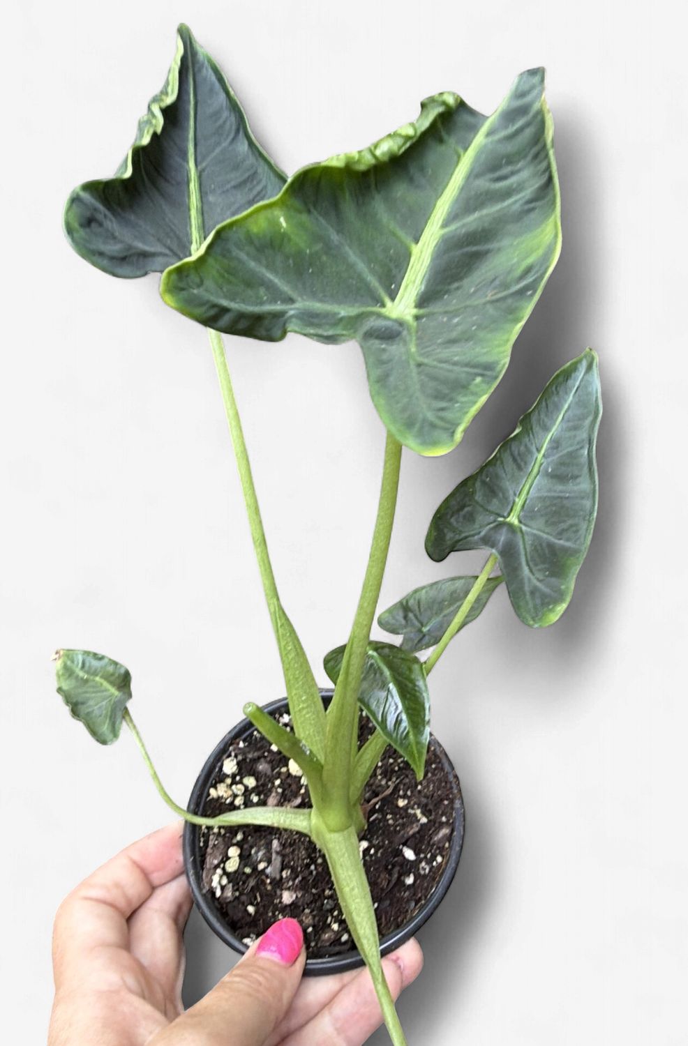 4" Alocasia Frydek Tattoo