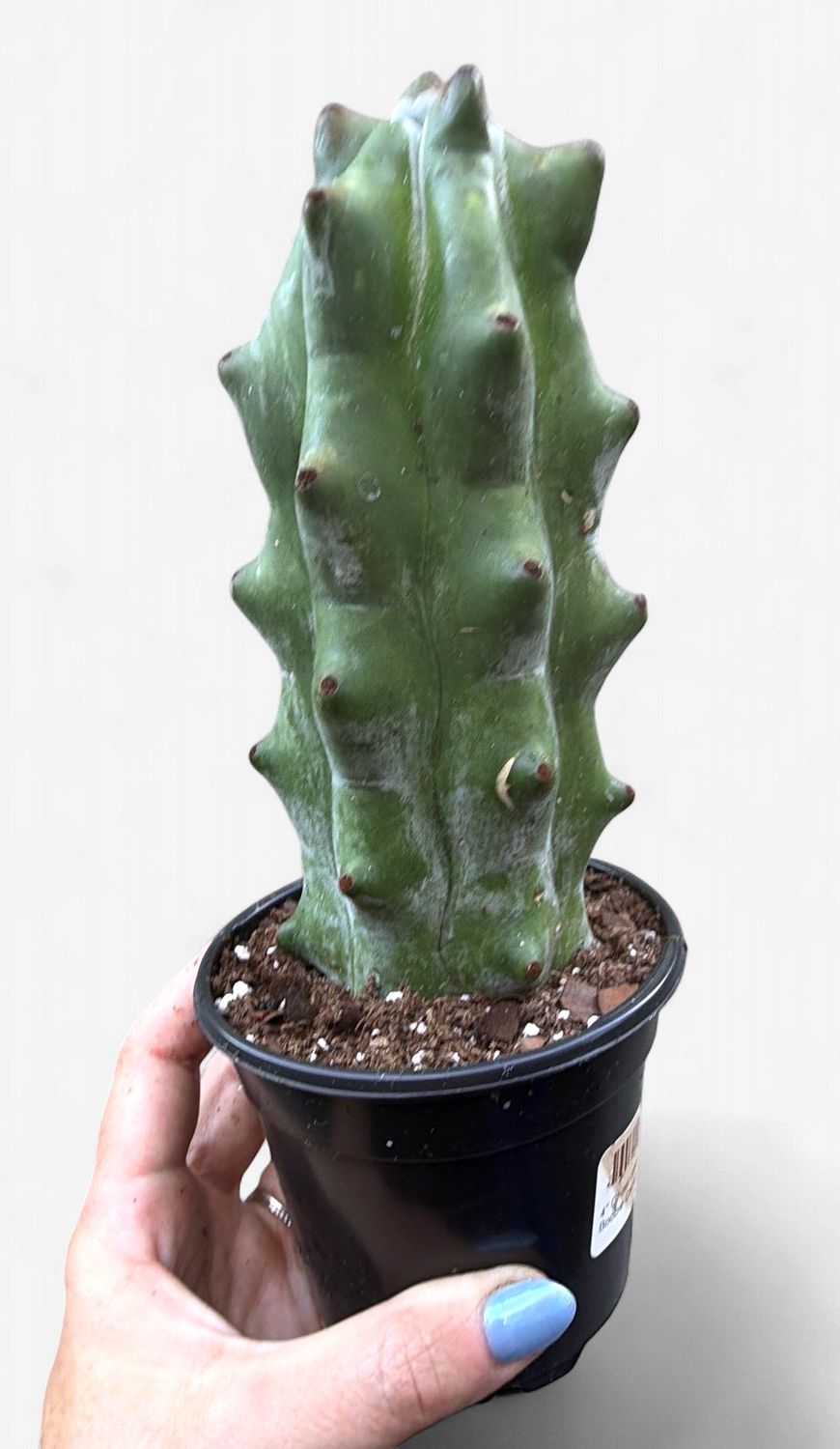 4" Ghost White Boobie Cactus