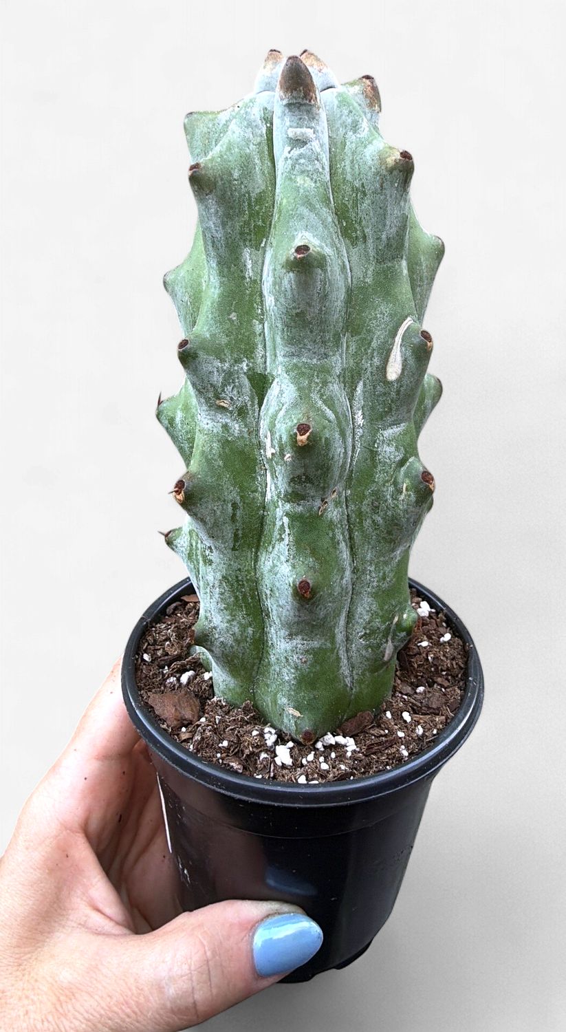4" Ghost White Boobie Cactus