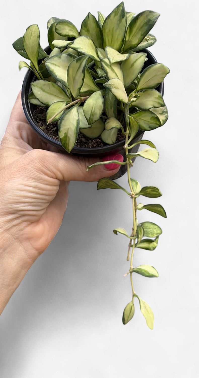 4" Hoya Heuschkeliana Variegated