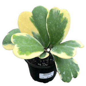 4" Hoya Kerrii Outer Variegated