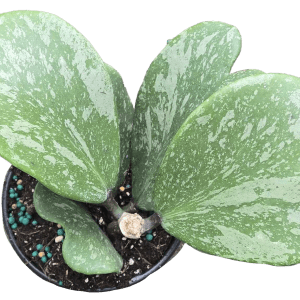 4" Hoya Kerrii Splash