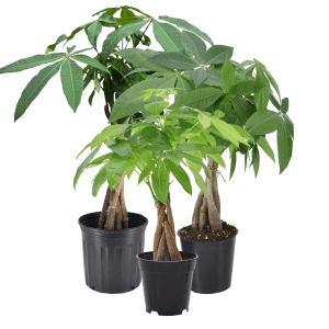 6" Money Tree Braid (Pachira aquatica)