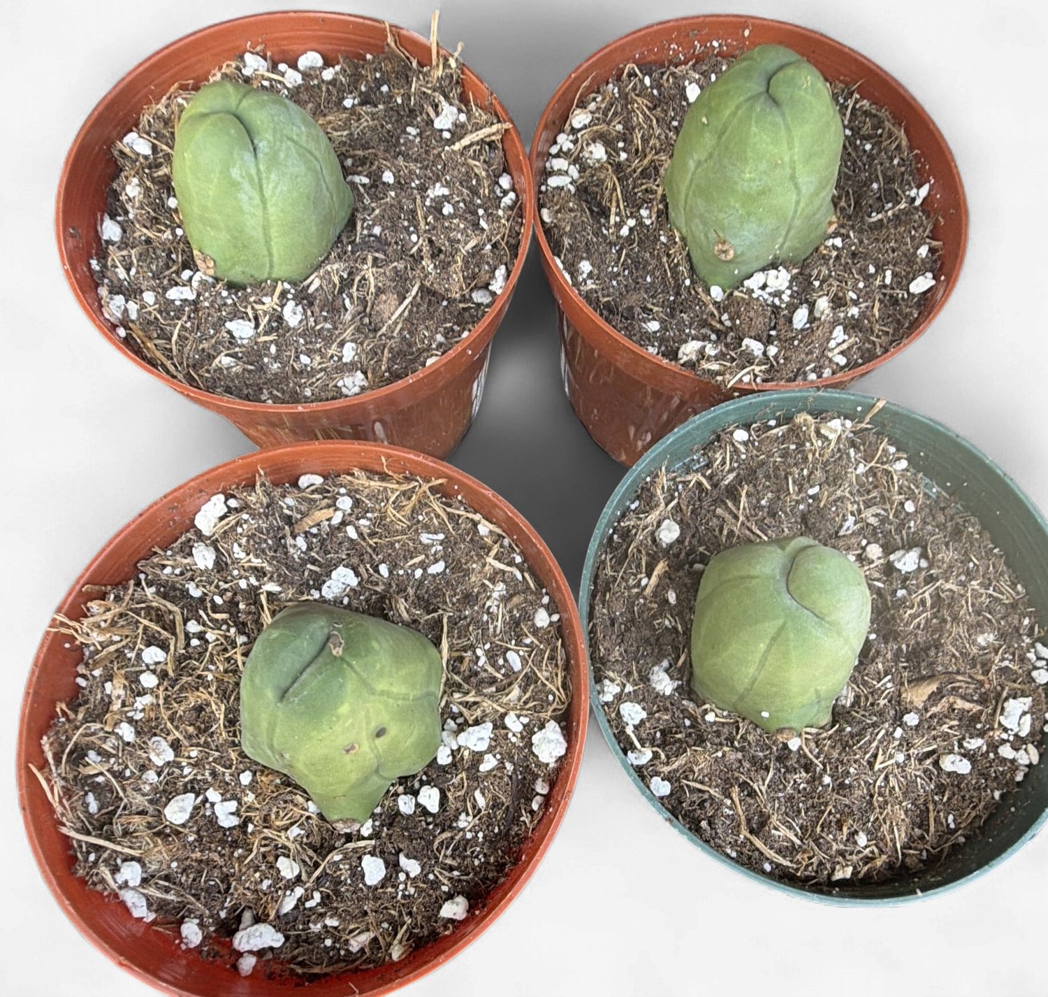 4" Trichocereus bridgesii forma monstrosa (Penis Cactus)