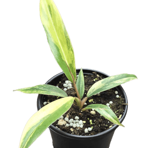 4" Philodendron Caramel Marble