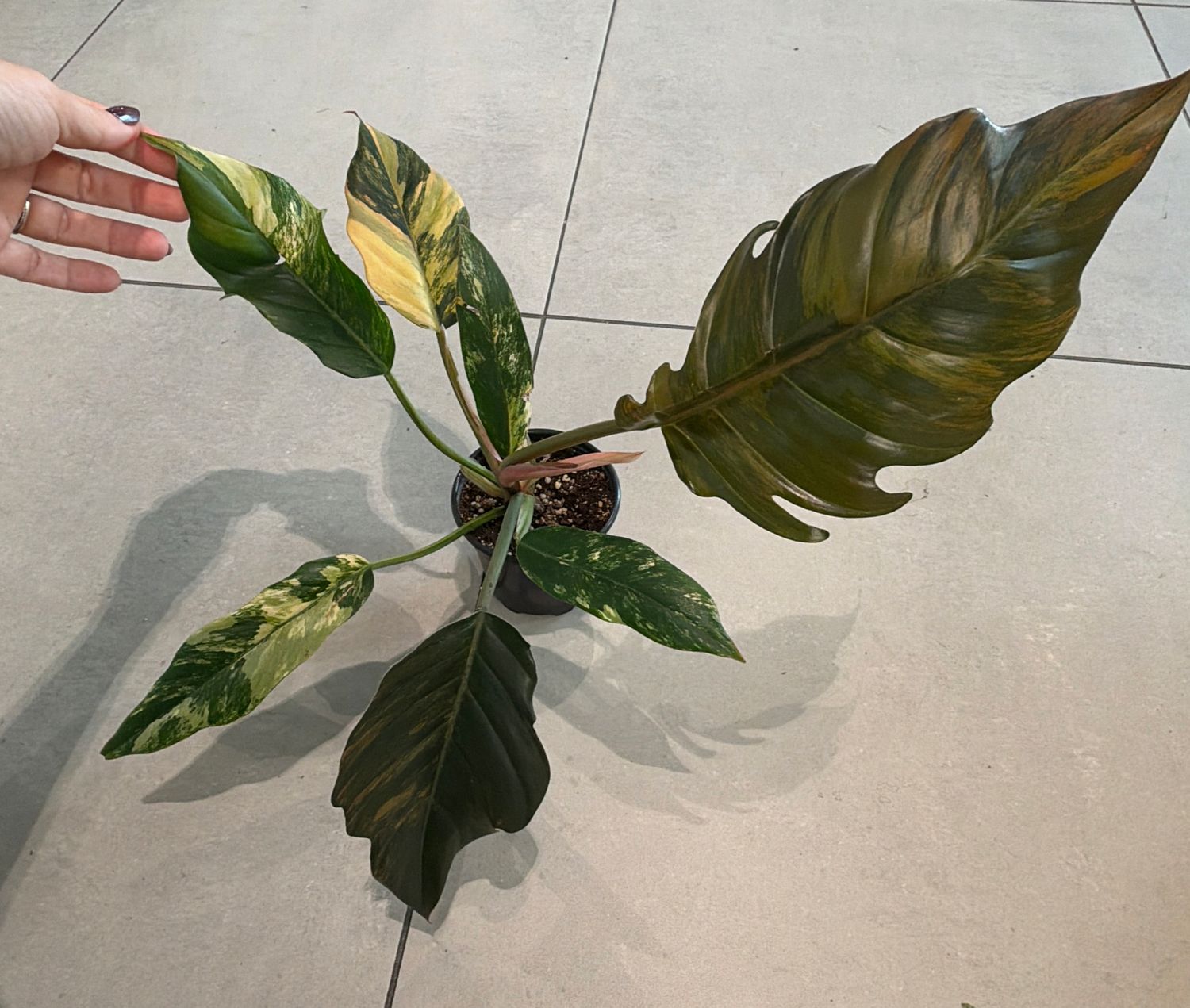 4" Philodendron Caramel Marble