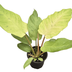 4" Philodendron Snowdrift