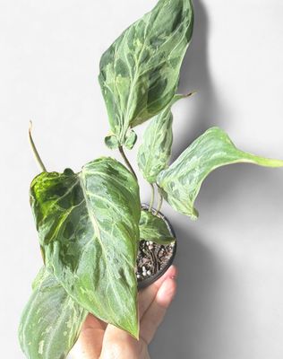 4" Philodendron Gloriosum Snow Leopard