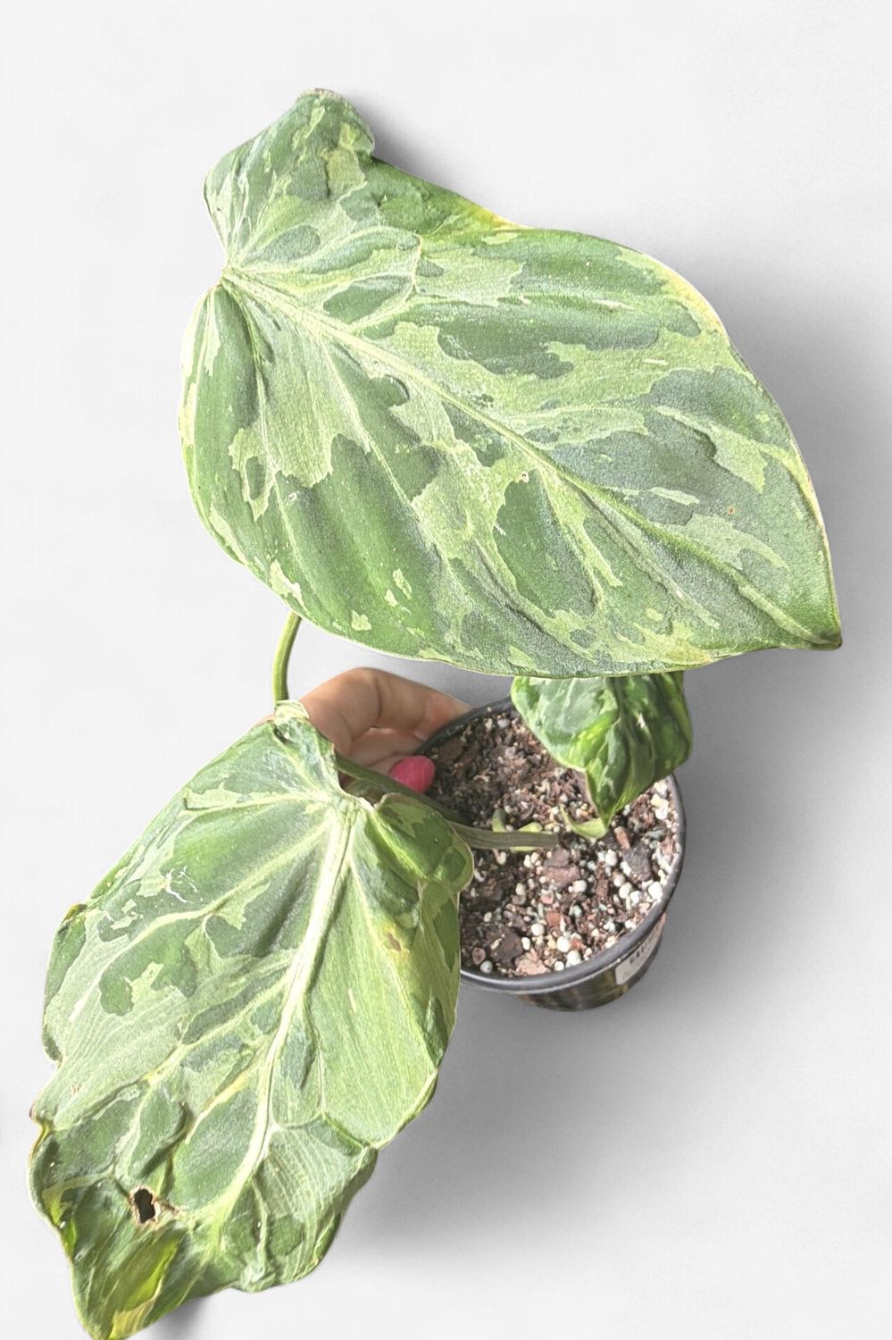 4" Philodendron Gloriosum Snow Leopard