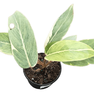 4" Philodendron Shady Lady