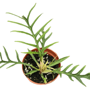 4" Philodendron Tortum