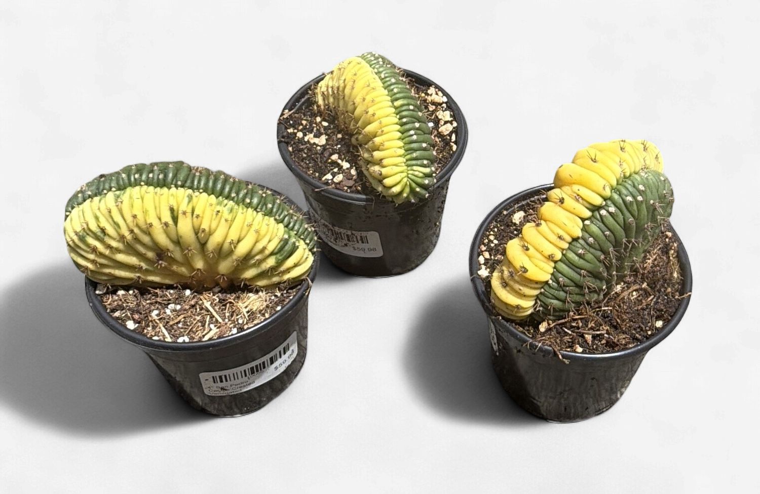 4" San Pedro Cactus Crested Variegated