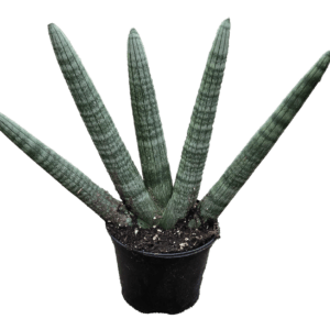 6" Sansevieria Starfish