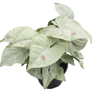 4" Syngonium Milk Confetti
