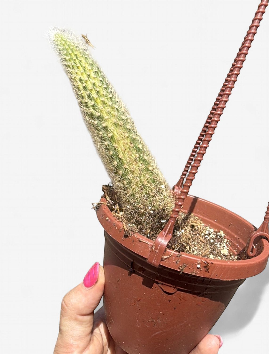 4" Monkey Tail Cactus Variegated (Cleistocactus colademononis 'Variegata')