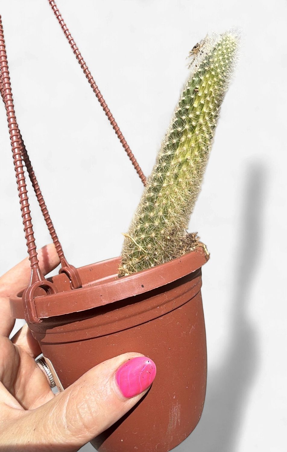 4" Monkey Tail Cactus Variegated (Cleistocactus colademononis 'Variegata')