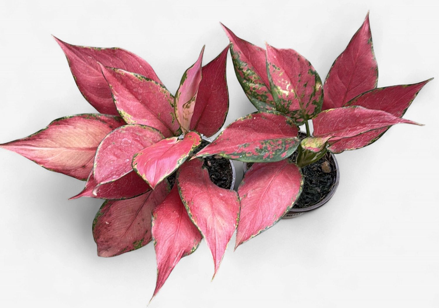 4" Aglaonema Ruby Garuda