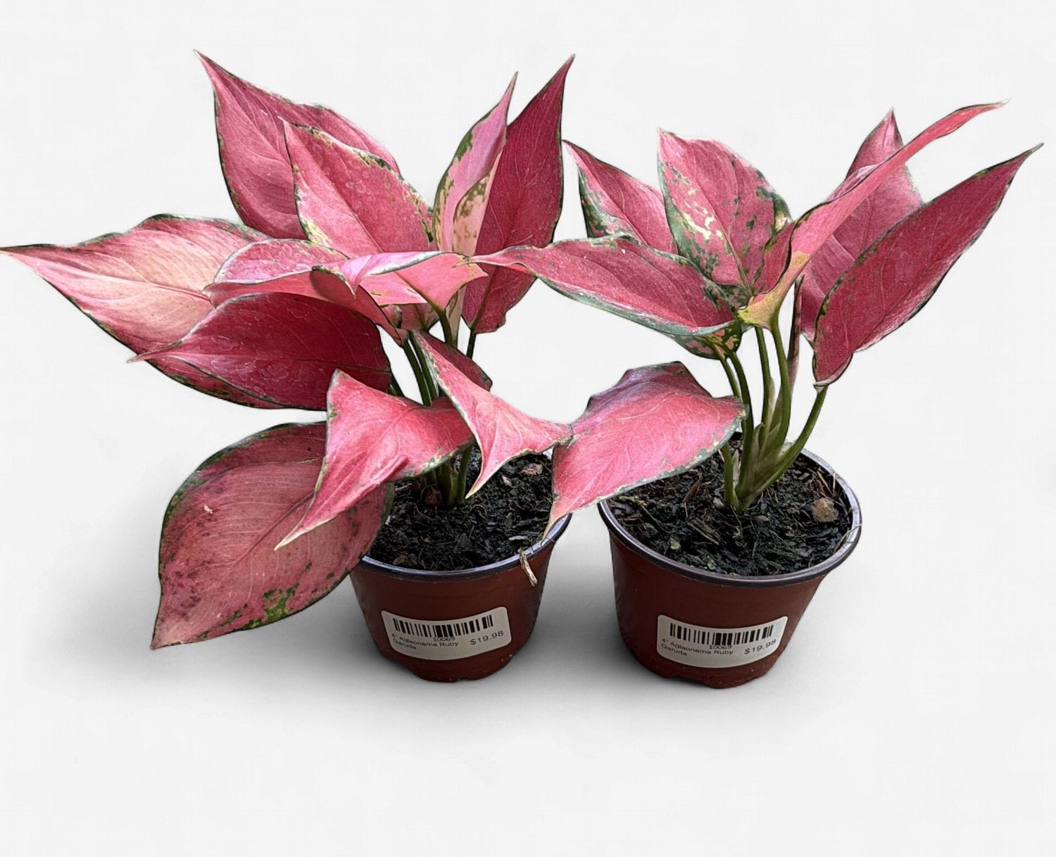 4" Aglaonema Ruby Garuda