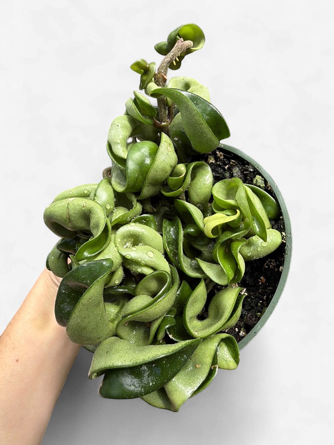 4" Hoya Carnosa Compacta Rope