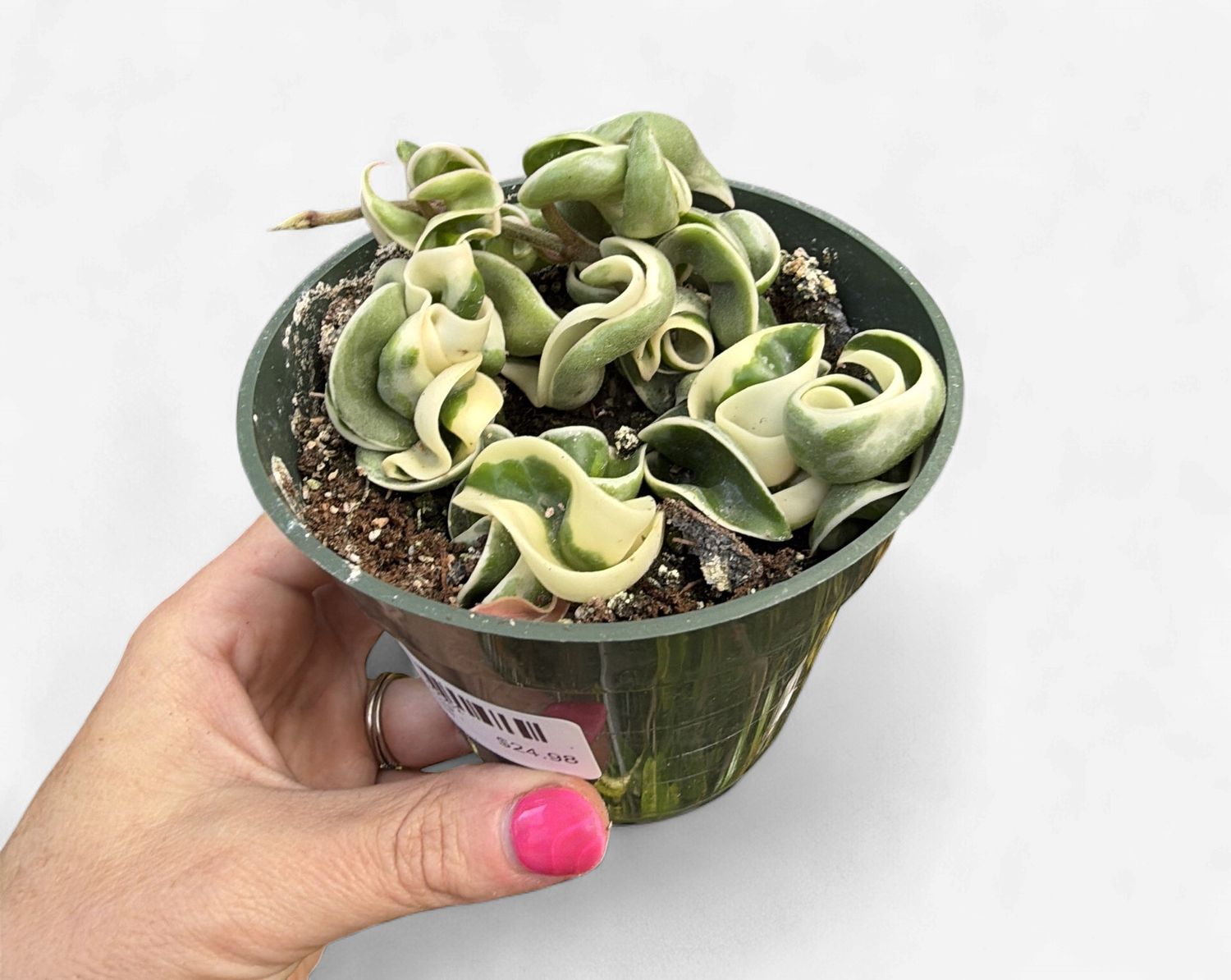 4" Hoya Carnosa Compacta Rope Variegated