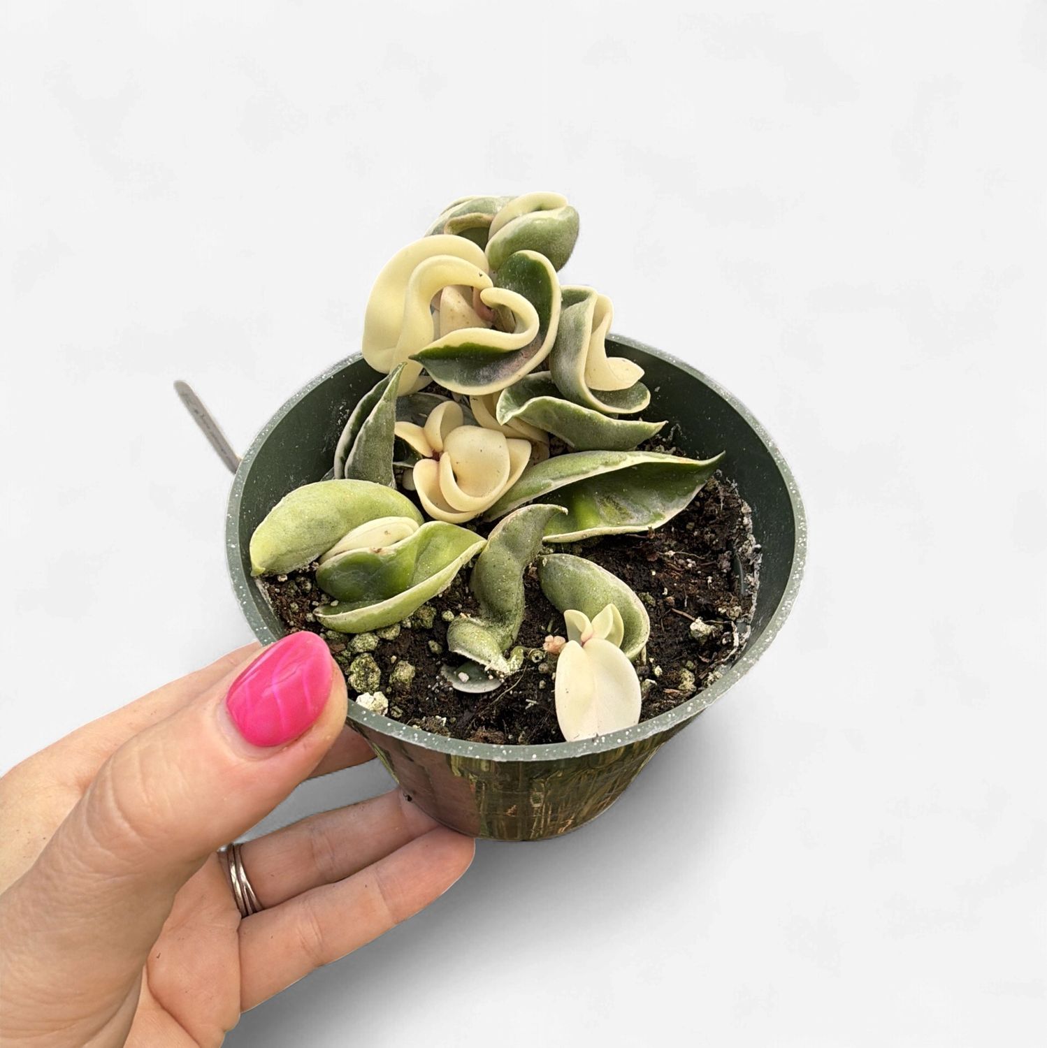 4" Hoya Carnosa Compacta Rope Variegated